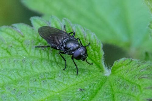 Cheilosia antiqua